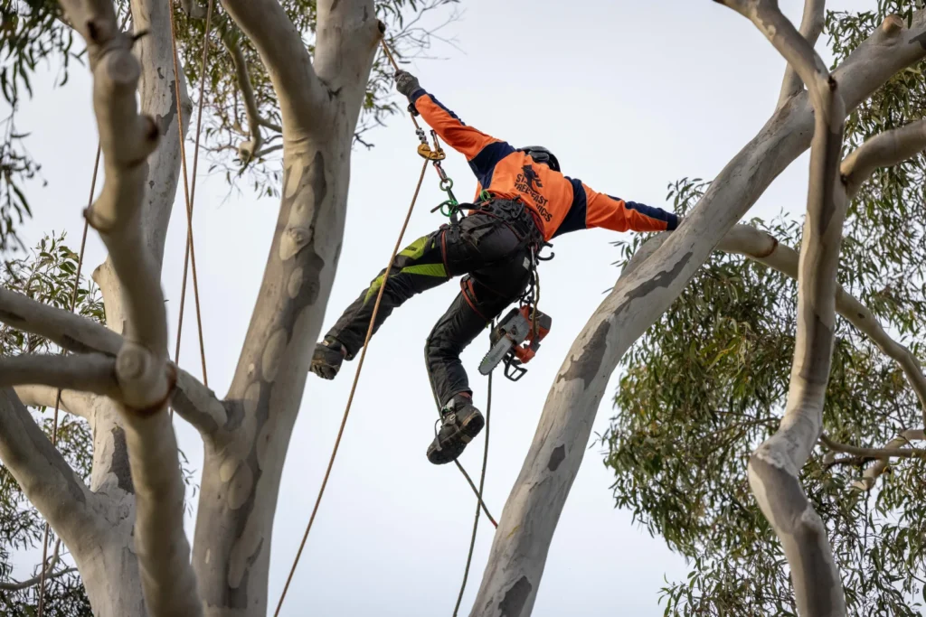 Tree pruning – the climber