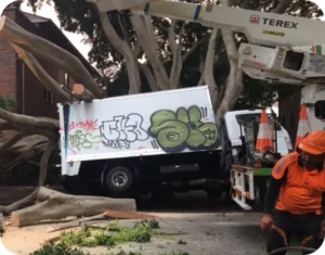 Emergency Tree Services Mosman