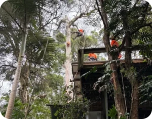 Tree Removal North Shore