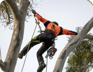 Tree Pruning Mosman